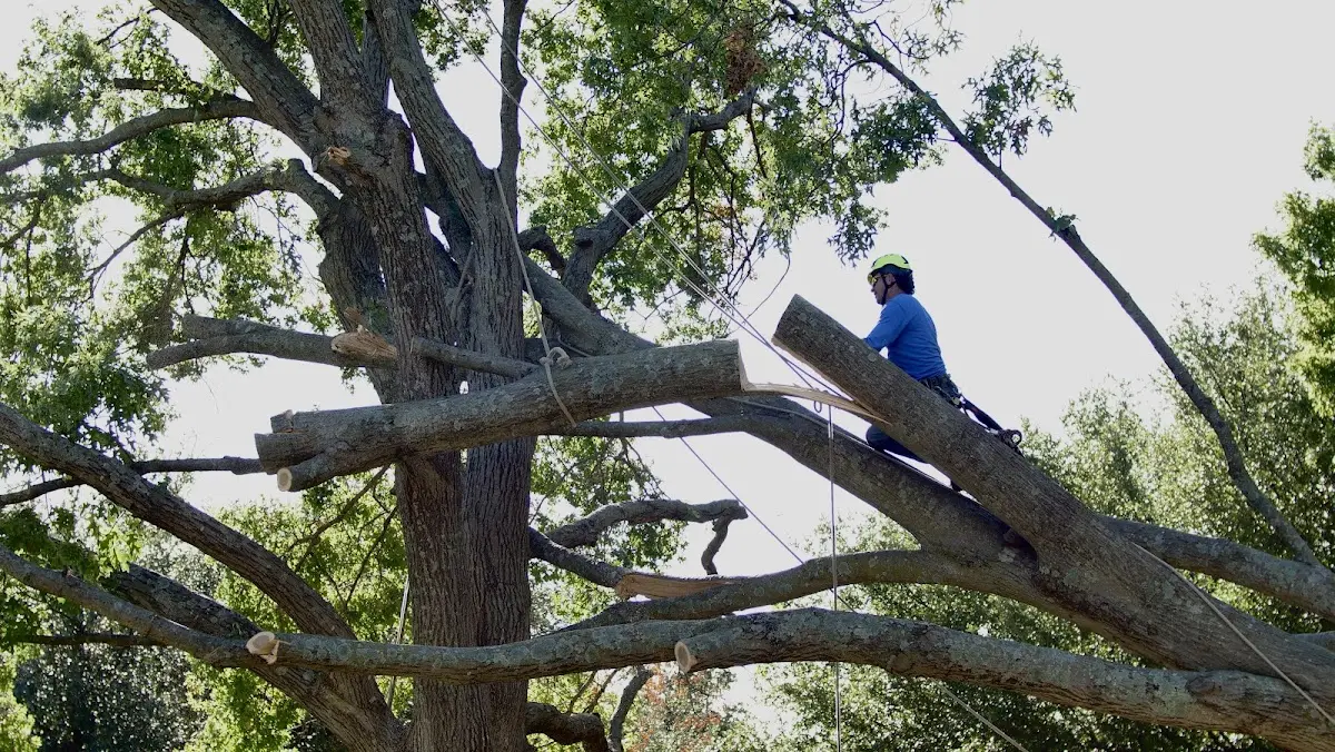 Professional Hazardous Tree Removal performed by certified arborists in Edgemoor